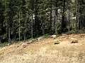Kelowna004