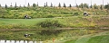Golf064
