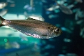 Aquarium003