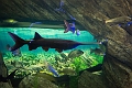 Aquarium004