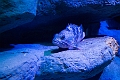 Aquarium007
