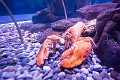 Aquarium008
