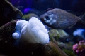 Aquarium009