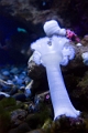 Aquarium010