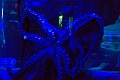Aquarium011