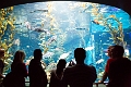 Aquarium014