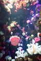 Aquarium015