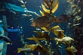 Aquarium016