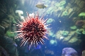 Aquarium017