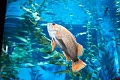 Aquarium018