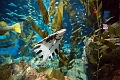 Aquarium019