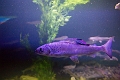Aquarium020