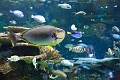Aquarium021