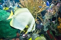 Aquarium022