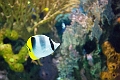 Aquarium023