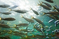 Aquarium024