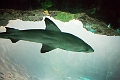 Aquarium025