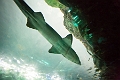 Aquarium026
