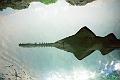 Aquarium028