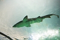 Aquarium029