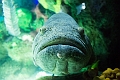Aquarium031