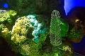 Aquarium034