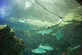 Aquarium035