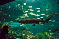 Aquarium036