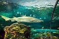 Aquarium038