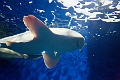 Aquarium039