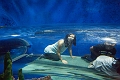 Aquarium040