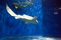 Aquarium041