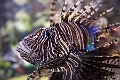Aquarium043