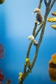 Aquarium044