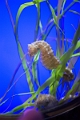 Aquarium045