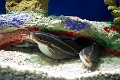 Aquarium048