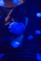 Aquarium049