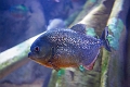 Aquarium050
