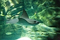 Aquarium051