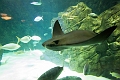 Aquarium052