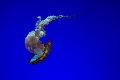 Aquarium053