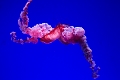Aquarium054