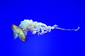 Aquarium057