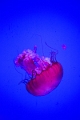 Aquarium058