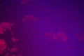 Aquarium059