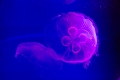 Aquarium060