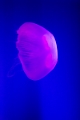 Aquarium061