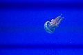 Aquarium062