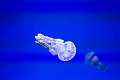 Aquarium063