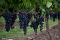 NiagaraOnTheLake005